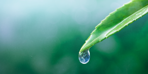 water footprint